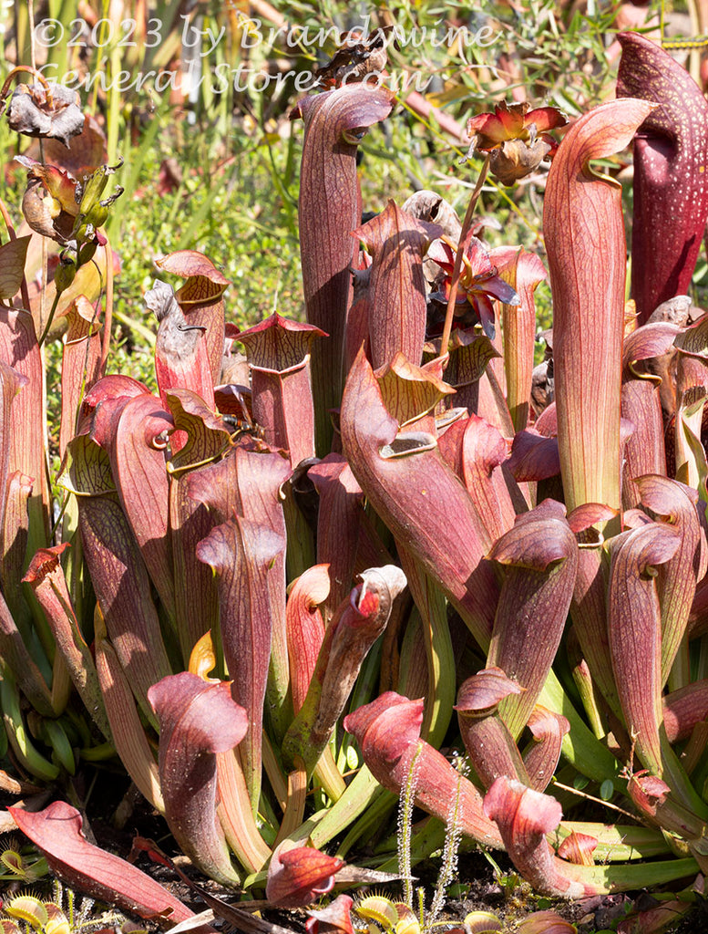 Pitcher Plants Red Bug Variety with Venus Flytraps art print