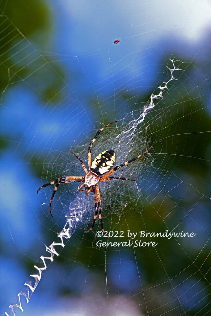 Spiders, Webs, and Birds - Buffalo Bill Center of the West