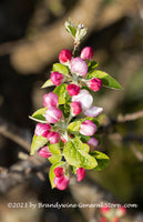 An original art print of Apple Blossoms on a Long Pod Growing Upright