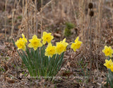 An original premium quality art print of Daffodils Among Dried Grasses and Teasel for sale by Brandywine General Store