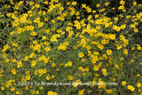 An original premium quality art print of Ditch Daisies Blooming Profusely at NCU Gardens for sale by Brandywine General Store.