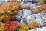 An original premium quality art print of Fall Garden Escaping over Rock Wall in Dolly Sods WV for sale by Brandywine General Store