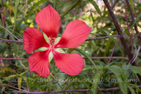 An original premium quality art print of Hibiscus Scarlet Rose Mallow a Large Red Bloom for sale by Brandywine General Store