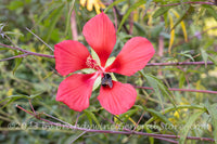 An original premium quality art print of Hibiscus Scarlet Rose Mallow with Bee for sale by Brandywine General Store