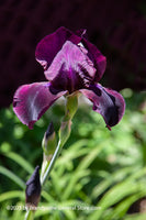 An original premium quality art print of Iris Bearded Deep Purple in Sunshine for sale by Brandywine General Store