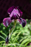 An original premium quality art print of Iris Bearded Deep Purple in Sunshine for sale by Brandywine General Store