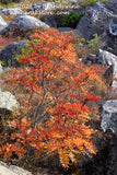 An original premium quality art print of Rocky Ash Growing over Rocky Ravine for sale by Brandywine General Store