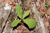 An original premium quality art print of Oak Sapling Growing Between Decaying Limbs for sale by Brandywine General Store.