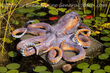 An art print of Octopus in the Lily Pond at NCU