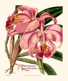 An archival premium Quality Botanical art Print of the Cattleya Mossiac by Curtis for sale by Brandywine General Store