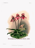 An archival premium Quality Botanical art Print of the Cypripedium Tautzianum orchid painted by Frederick Sander for sale by Brandywine General Store