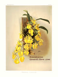 An archival premium Quality Botanical art Print of the Oncidium Concolor orchid as painted by Frederick Sander for sale by Brandywine General Store