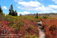 An original premium quality art print of Walkway Through Red Blueberry Bushes and Spruce Trees for sale by Brandywine General Store