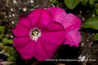 A premium quality art print of Petunias in Pink the front and back for sale by Brandywine General Store