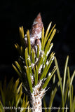 An original premium quality art print of Heart of an Upright Pine Branch for sale by Brandywine General Store