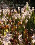 A premium quality botanical art print of Pitcher Plants a Bed of Red and White at NCU for sale by Brandywine General Store