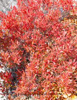 An original premium quality art print of Red Wild Blueberry Bush on top of Seneca Rocks for sale by Brandywine General Store