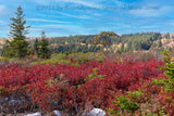 An original premium quality art print of Red Bushes and Small Spruce on Dolly Sods for sale by Brandywine General Store