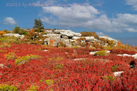 An original premium quality art print of Spruce Pair High Above Red Blueberries in Dolly Sods WV for sale by Brandywine General Store