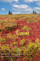 An original premium quality art print of Spruce Twins on Top of Fall Colored Hill for sale by Brandywine General Store