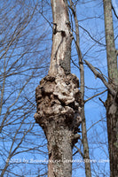 An original premium quality art print of Strange Mushroom Shape Growth on Tree for sale by Brandywine General Store