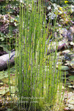 An original premium quality art print of Tall Scouring Rush in Bog with Lily Pads for sale by Brandywine General Store