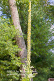 An original premium quality art print of Mullein a Tall Straight Stalk in front of Slanted Tree for sale by Brandywine General Store