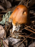 An original premium quality art print of Toadstool Having a Rough Day for sale by Brandywine General Store