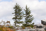 An original premium quality art print of Two Sentinels of Dolly Sods WV