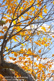 An original premium quality art print of Yellow Leaves on Bent Branch Against Blue Sky for sale by Brandywine General Store