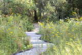 An original premium quality art print of Yellow Wildflowers along a Wooden Walkway at NCU for sale by Brandywine General Store