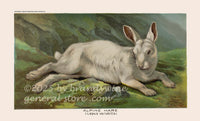 art print of antique card for Arbuckle Coffee with an Alpine hare