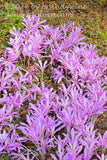 Autumn Crocus flower bed in purple with small yellow flowers