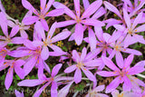 An art print of close up view of purple blooms of autumn crocus