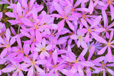 art print of an almost solid mass of blooming autumn crocus in hues of purple and pink