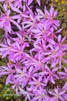 art print of purple autumn crocuses with corners of tiny yellow flowers