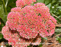 art print of autumn joy stonecrop showing a large head of red blooms