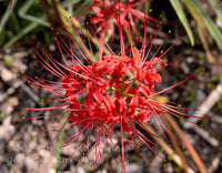 Red Blood lily in full bloom with long spikes with yellow tips