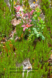 blooming moss and blueberry bushes in rock garden