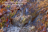 art print of mini waterfall with bubbles over rock and pine needles