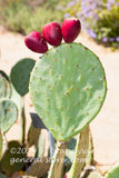 Cactus apple with three red ripe fruits on top art print