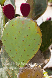 art print of prickly pear apple cactus with 2 ripe red fruits