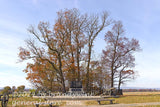 art print of Copse of Trees with High water mark monument in Gettysburg