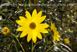 art print of bright yellow blooms and buds of a ditch daisy with dark green foliage