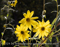 art print of a trio of yellow blooms of the ditch daisy in bright sunshine