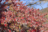 dogwood tree with red leaves and berries art print