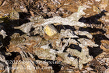 art print of large driftwood which looks like it has claws that are scooping up rocks