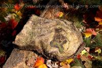 large oak burl surrounded by fall leaves