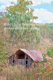 art print of log barn with overhanging willow tree 