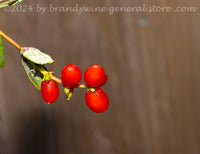 Branch with tiny red fruits against a brown background